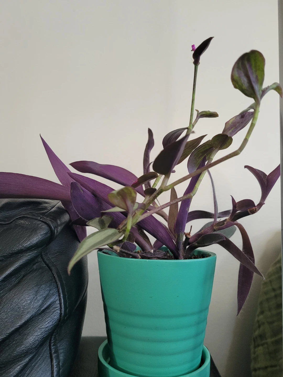 ⚽️ Purple Heart and Zebrina Wandering Plant