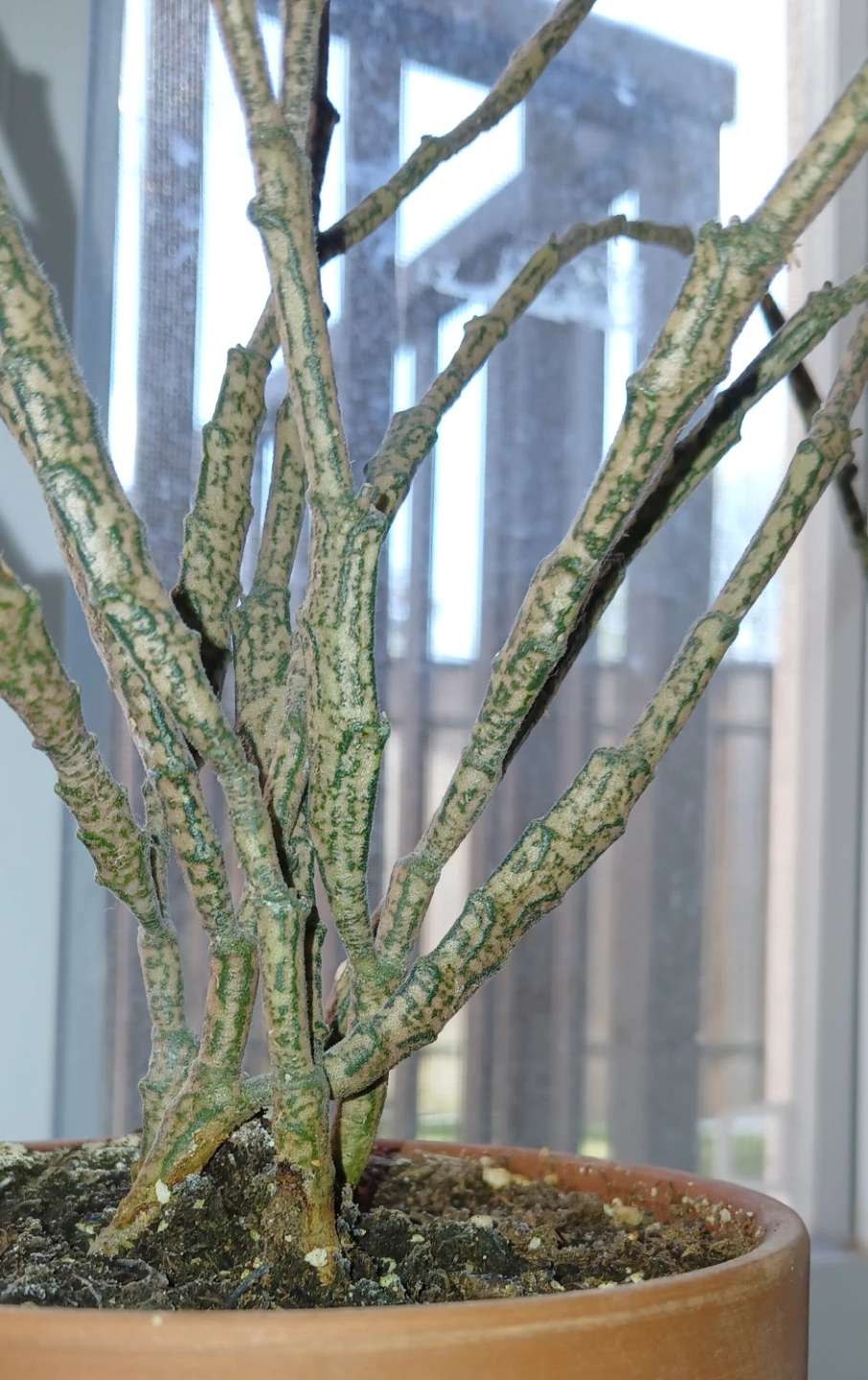 Rare Dead Stick Plant (Euphorbia platyclada) - photo 2