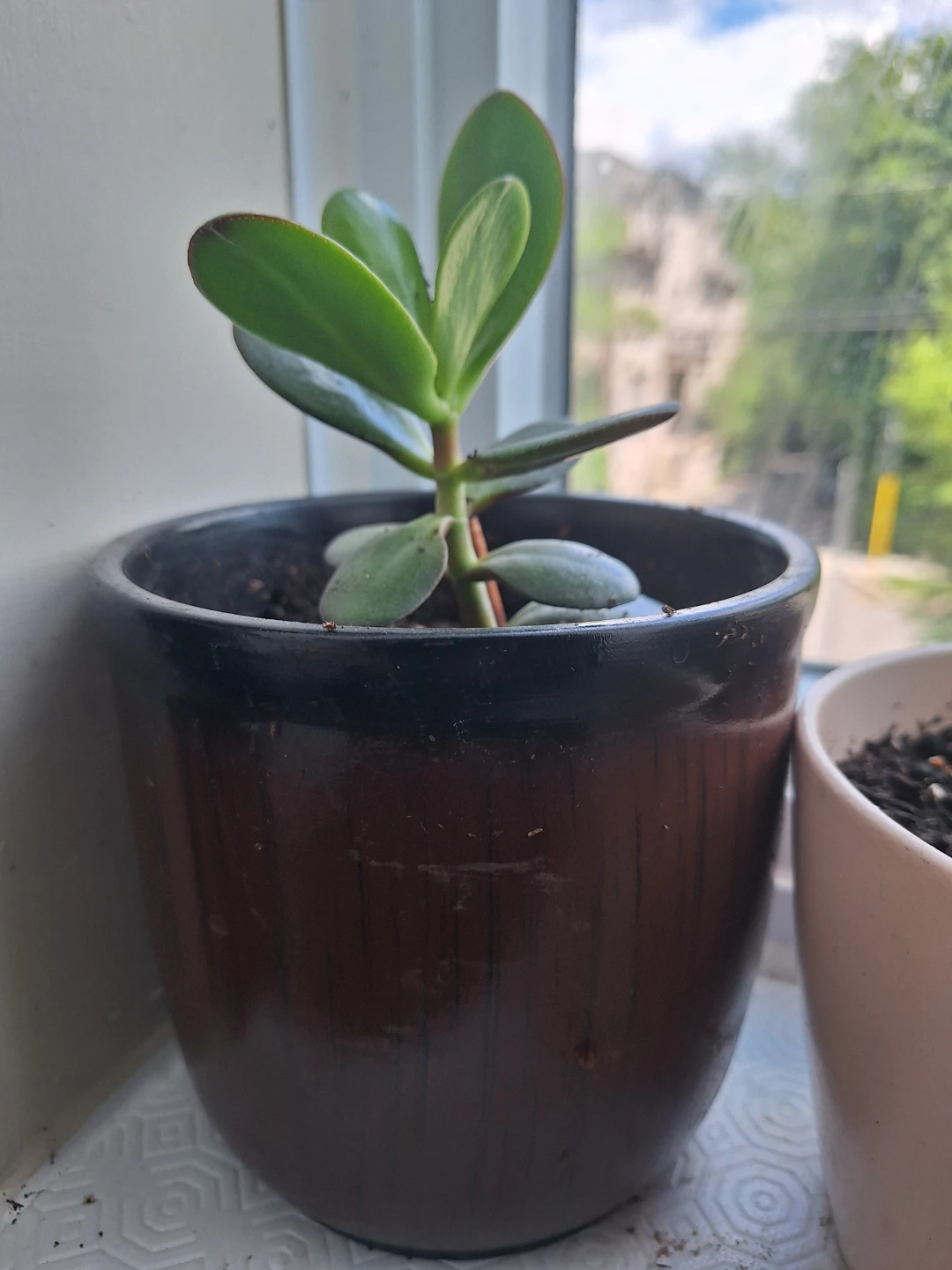 Jade Plant in ceremic Pot⚽