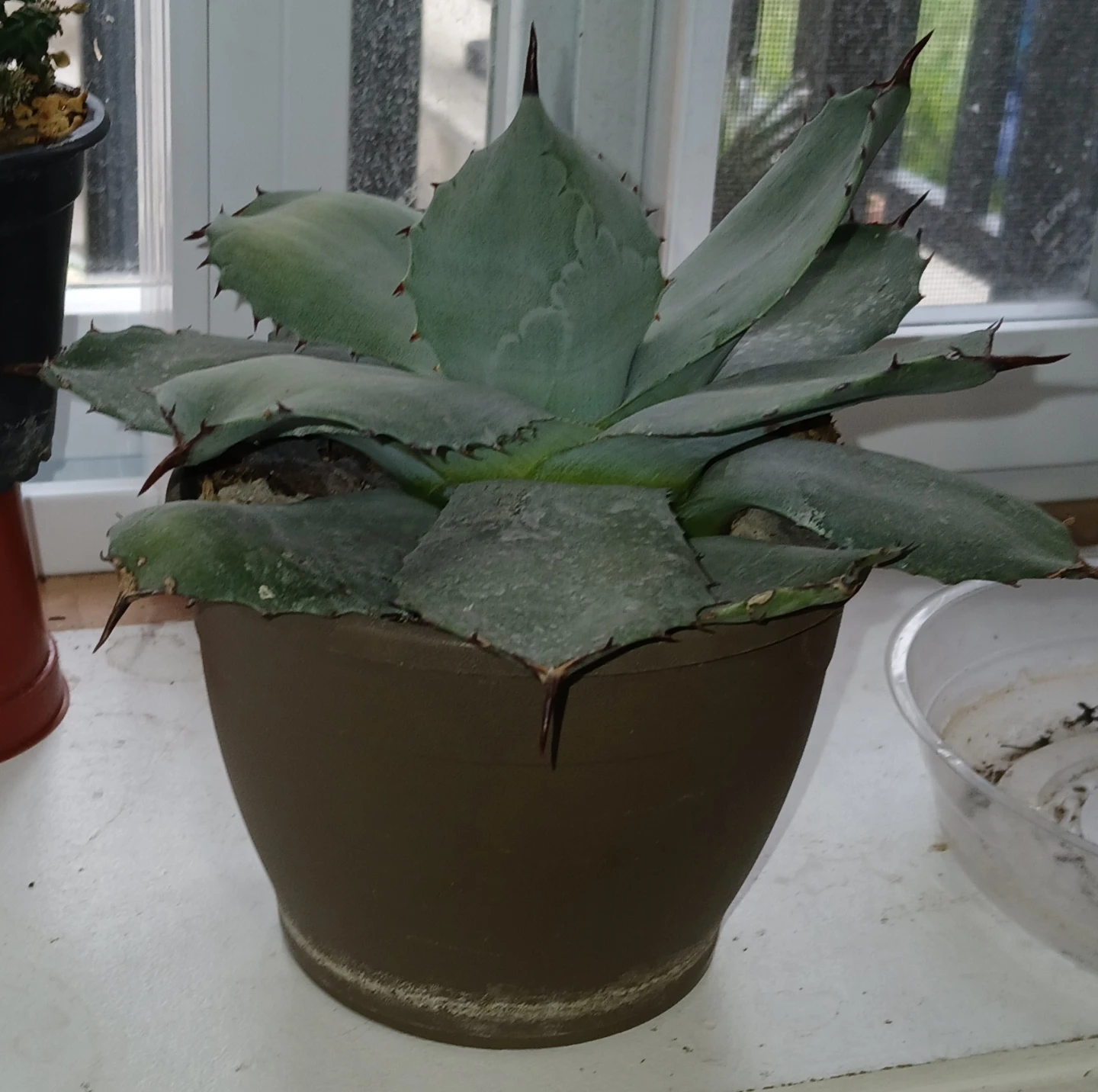 Agave isthmensis (blue ~ gray colour) Plant - photo 2