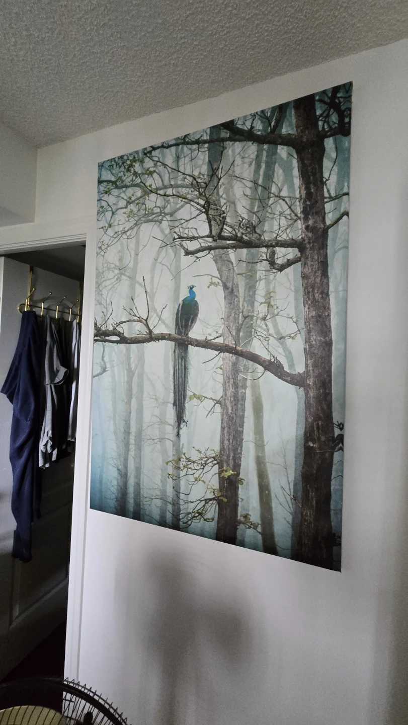 Large Canvas Print with Peacock in Forest Scene