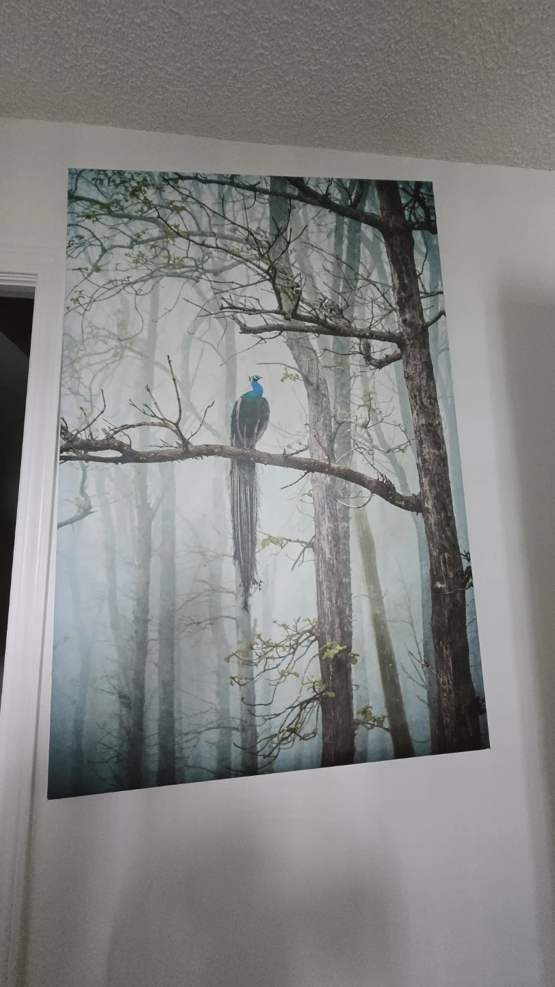 Large Canvas Print with Peacock in Forest Scene - photo 4
