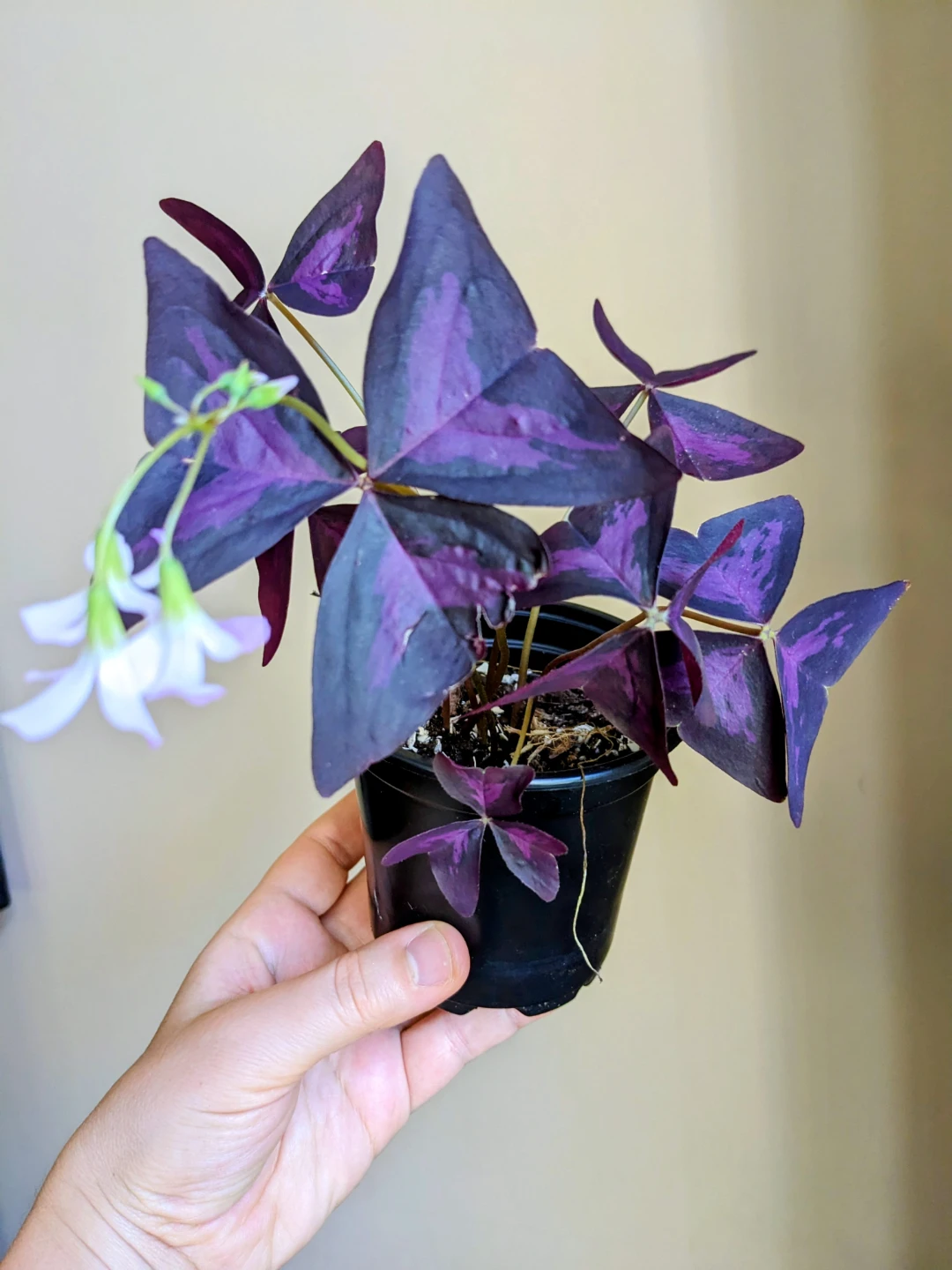 INDOOR / OUTDOOR/HOUSEPLANTS OXALIS