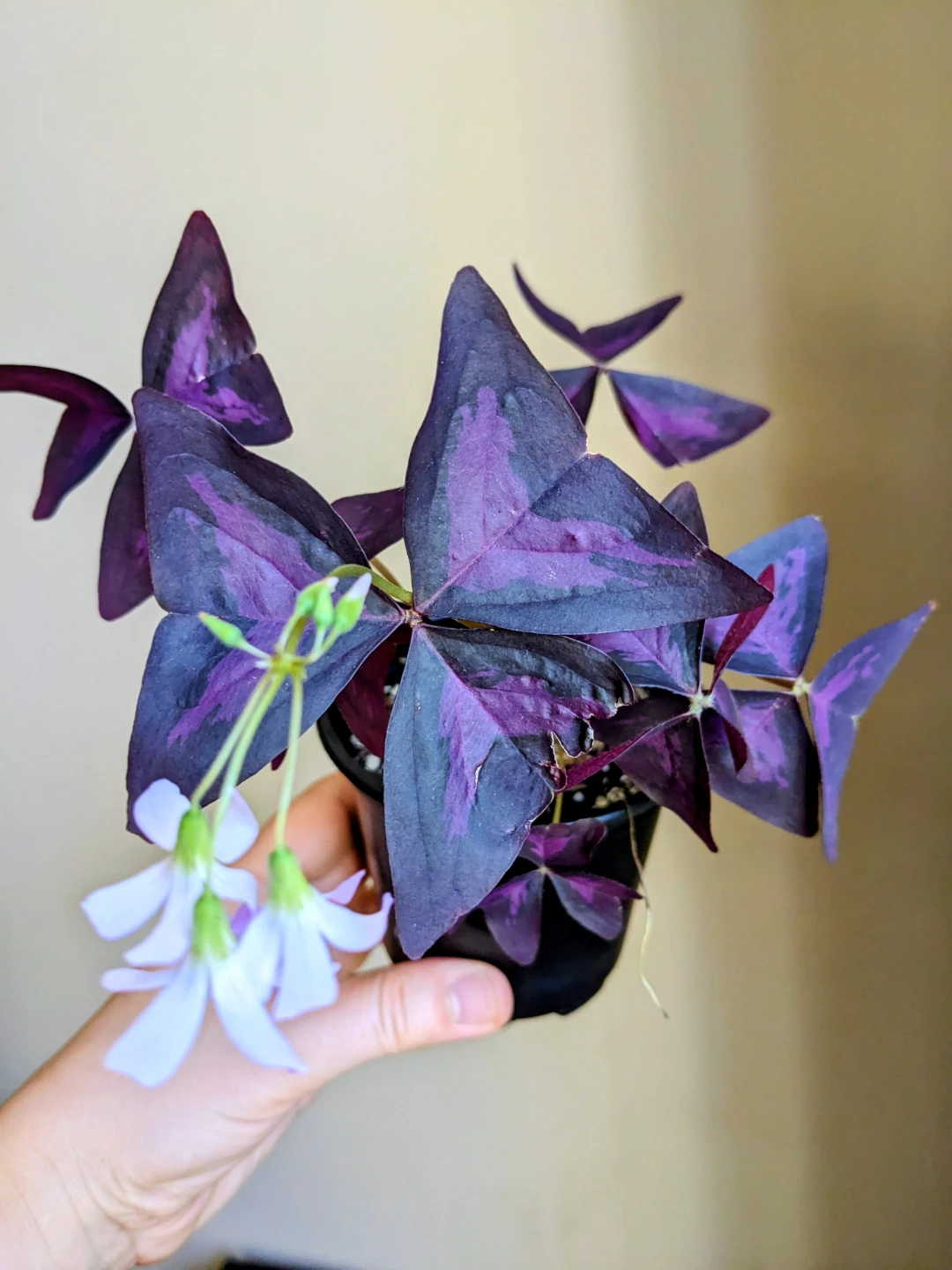 INDOOR / OUTDOOR/HOUSEPLANTS OXALIS - photo 2