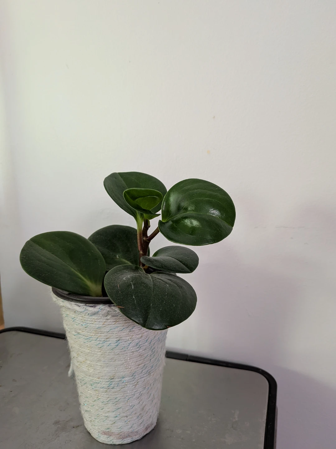 Baby Rubber Plant - photo 2