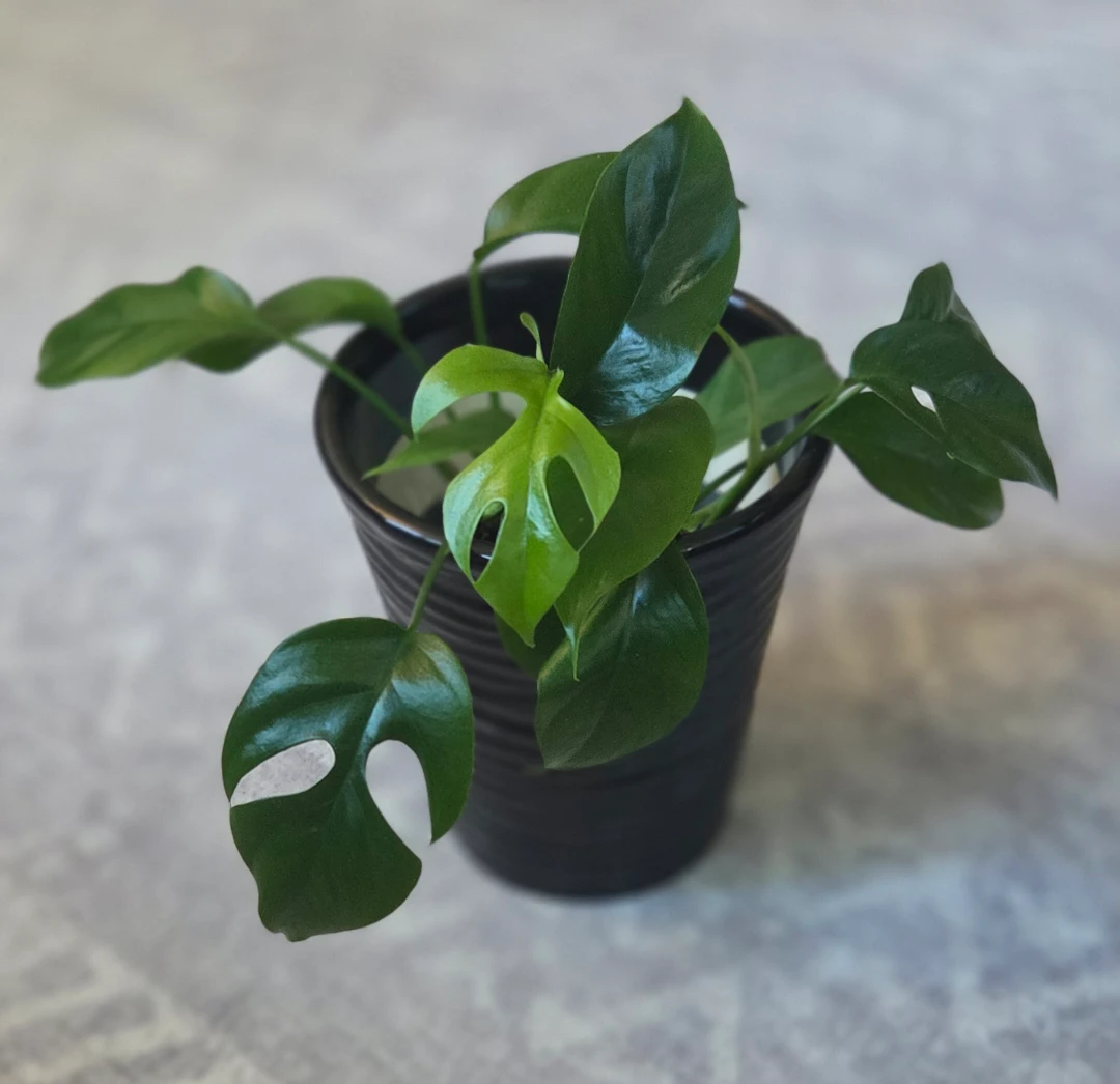 Monstera Adansonii Plant 🪴