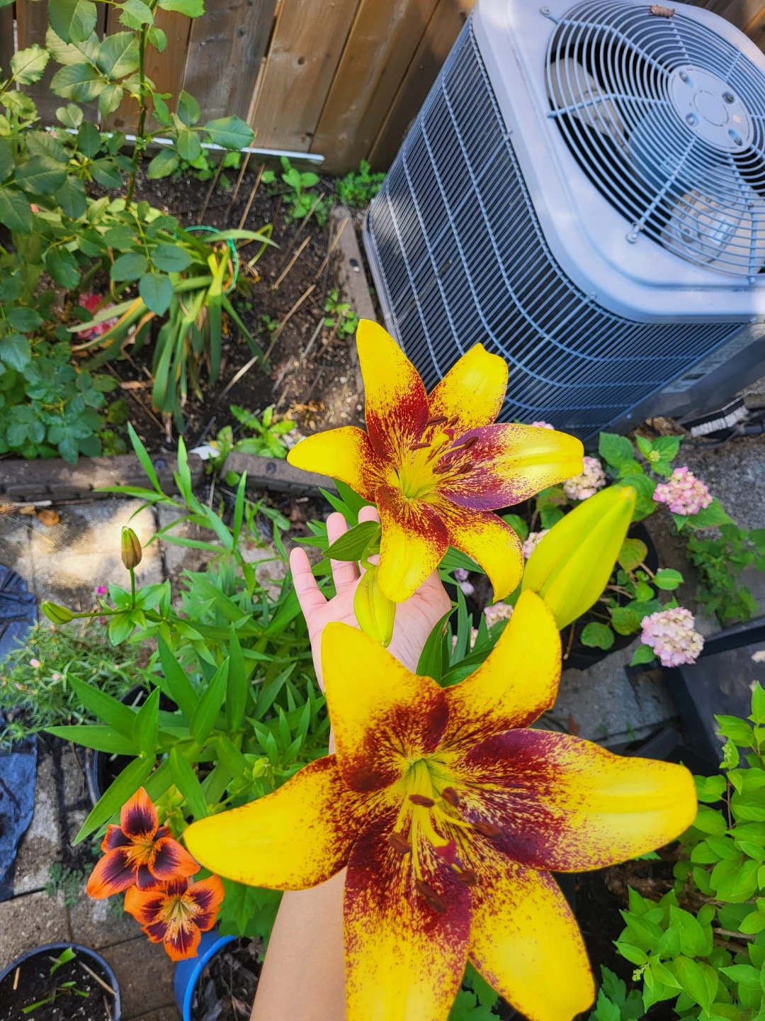 Autistic Lily Plant - photo 5