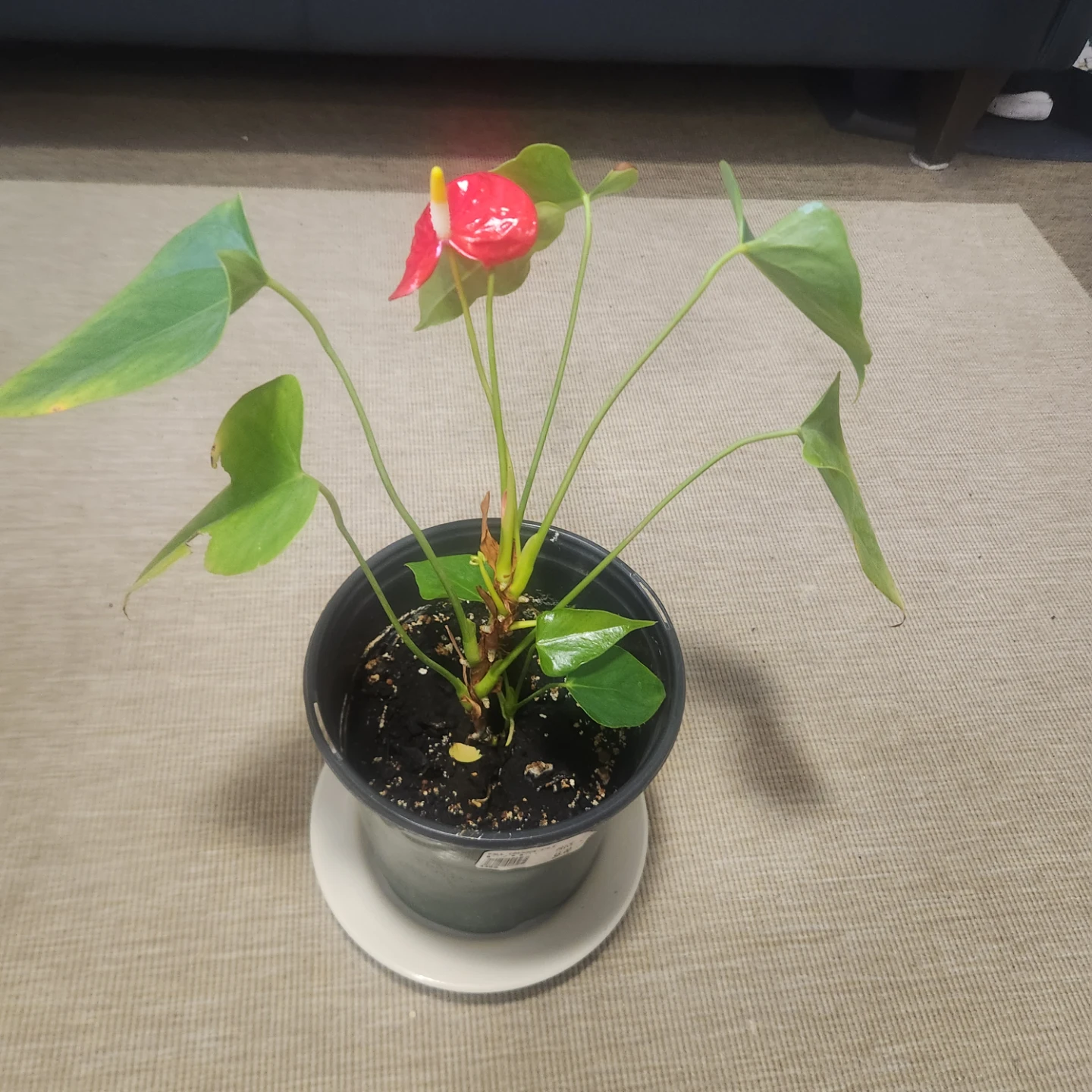 Potted Anthurium Plant - photo 2