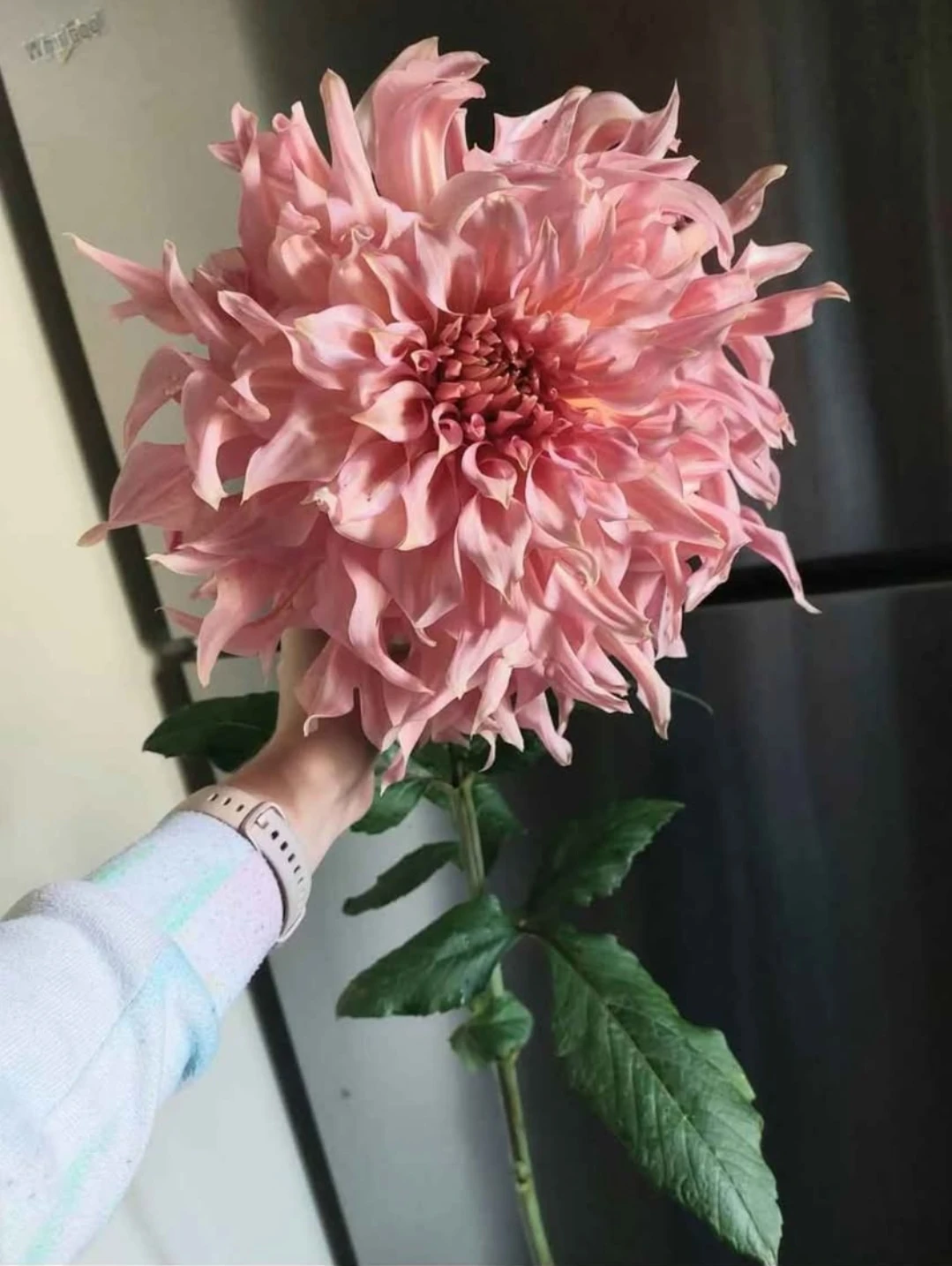 ⚽Big size dinnerplate dahlia Penhill Watermelon (tuber)