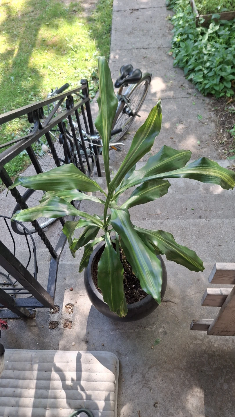 Large Dracaena Plant in Black Pot - photo 2