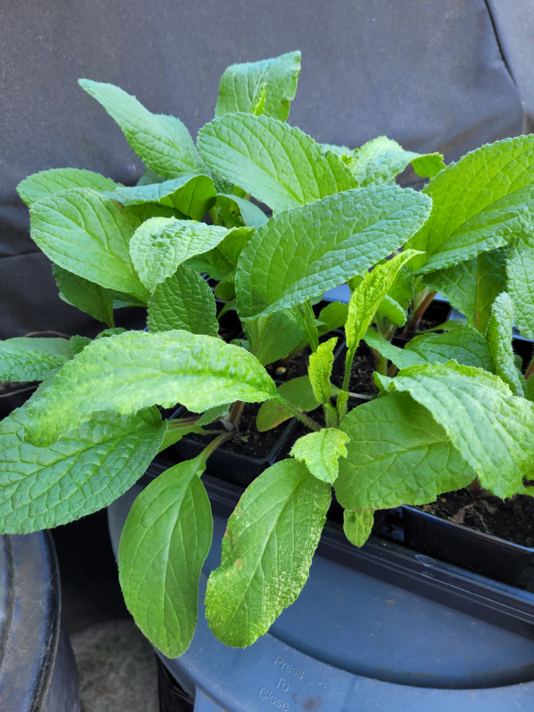Borage Plants - photo 2