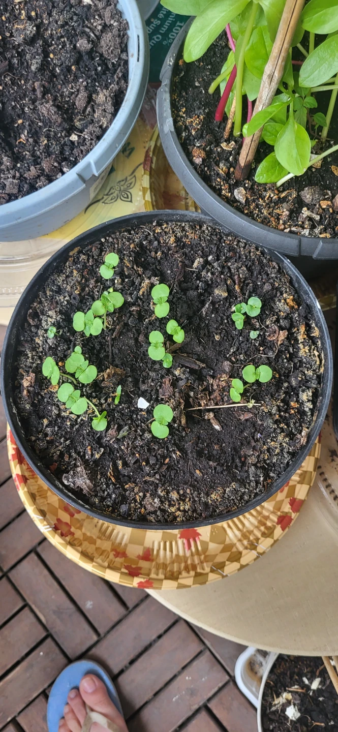 Shiso/Perilla/ Korean sesame plant