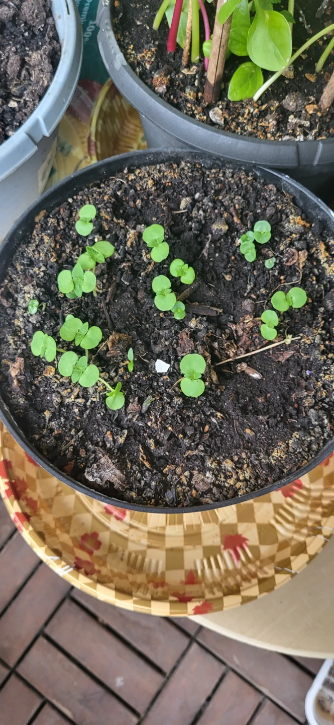 Shiso/Perilla/ Korean sesame plant - photo 2