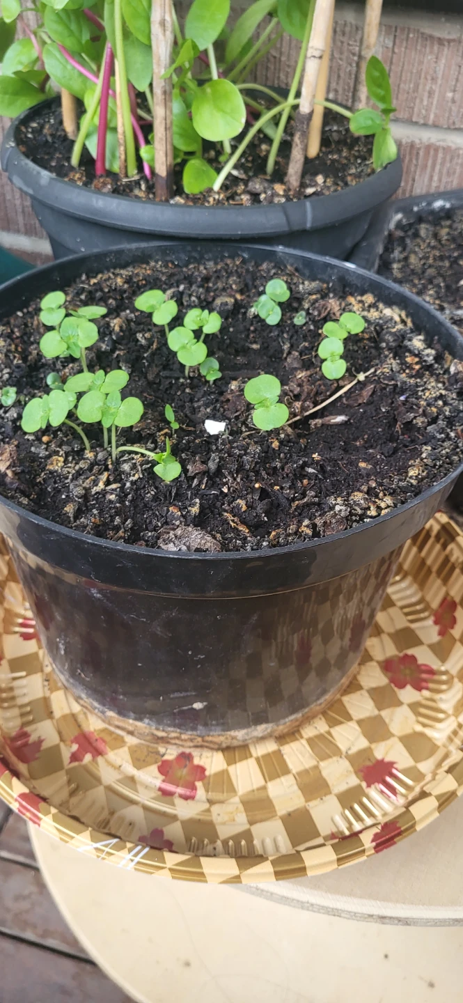 Shiso/Perilla/ Korean sesame plant - photo 3