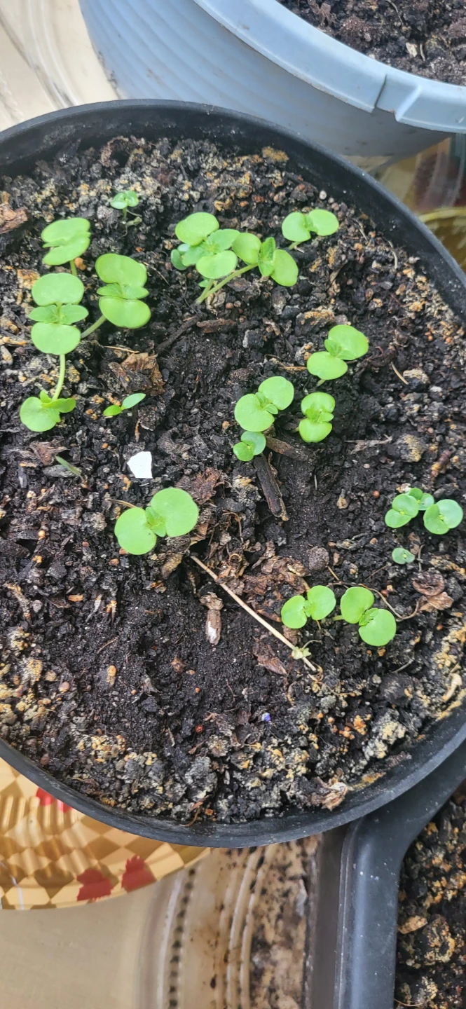 Shiso/Perilla/ Korean sesame plant - photo 4