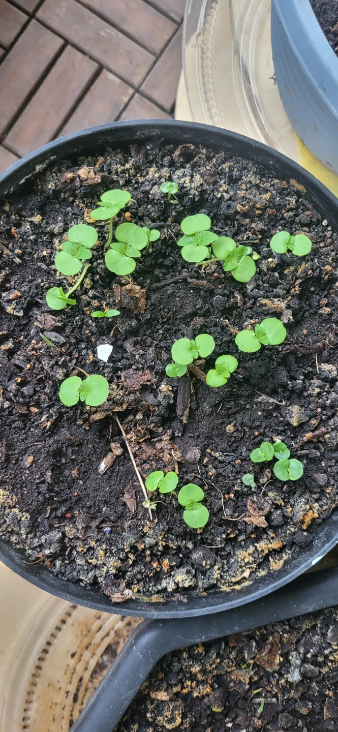 Shiso/Perilla/ Korean sesame plant - photo 5