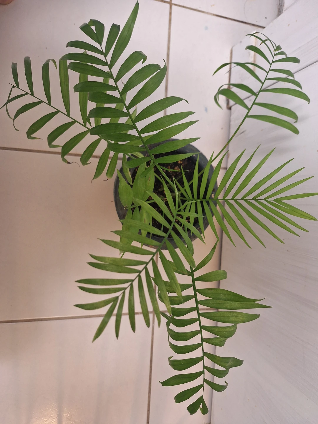 Potted Parlour Palm Plant - photo 2