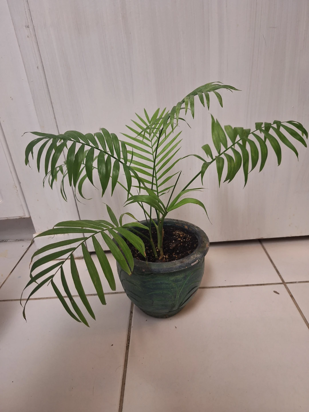 Potted Parlour Palm Plant - photo 3