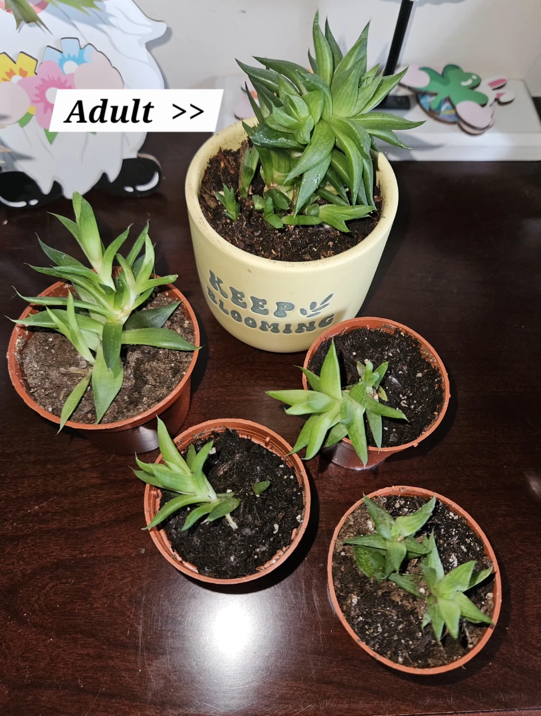 Succulents 🌵 - photo 2