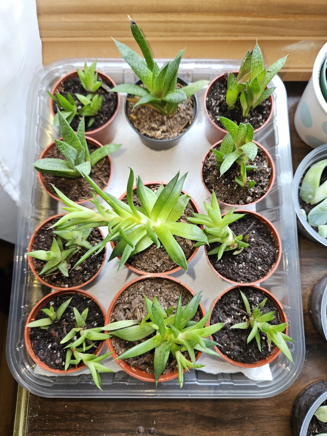 Succulents 🌵 - photo 4