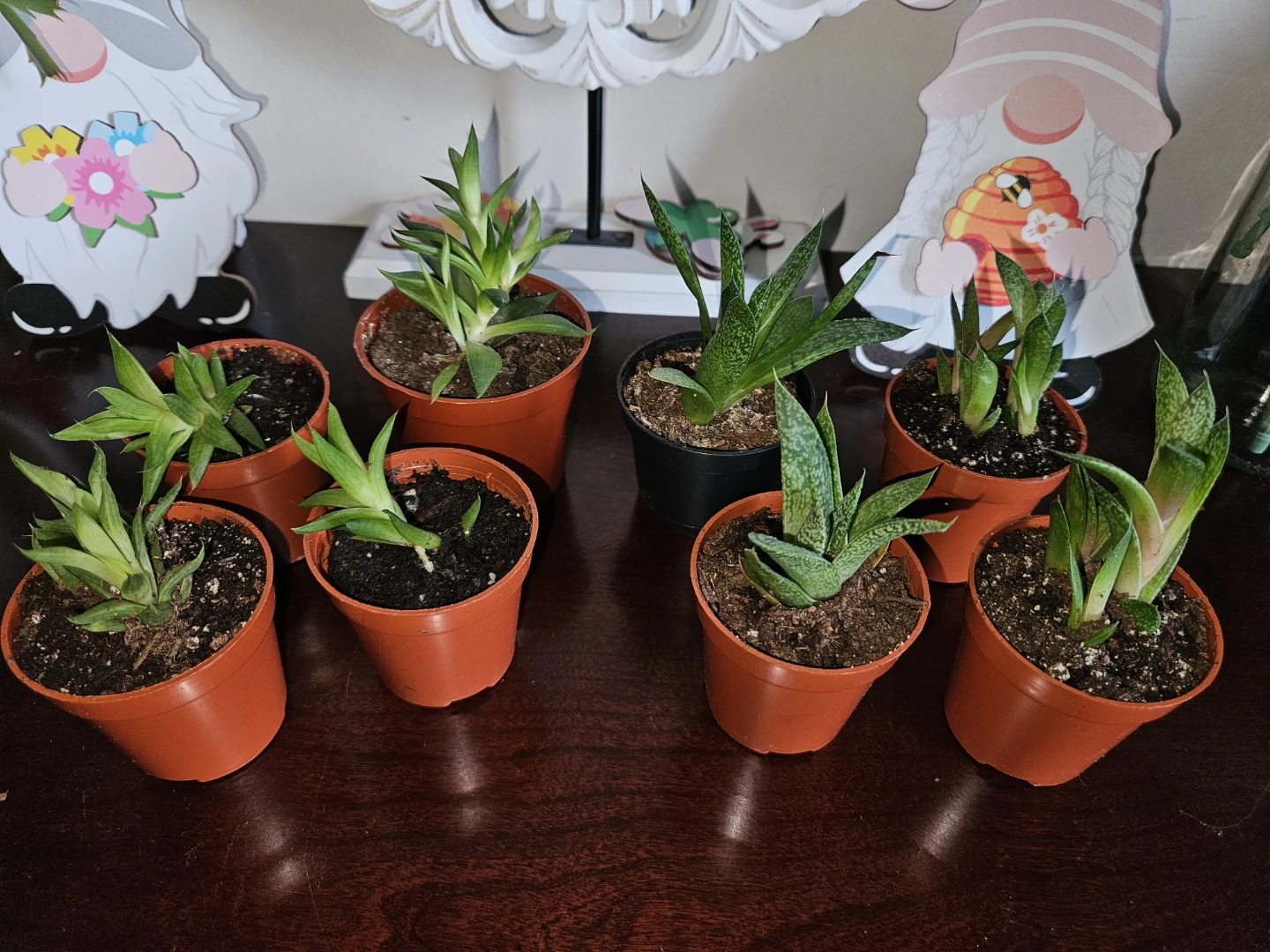 Succulents 🌵
