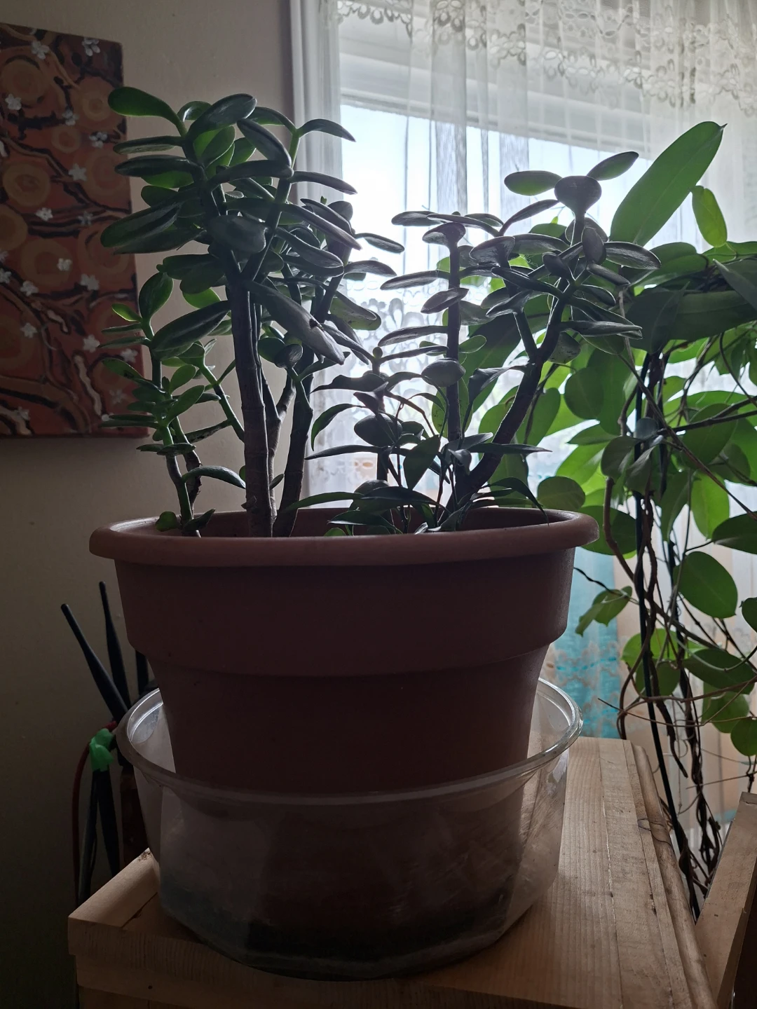 JADE PLANT with  mini lemon plants