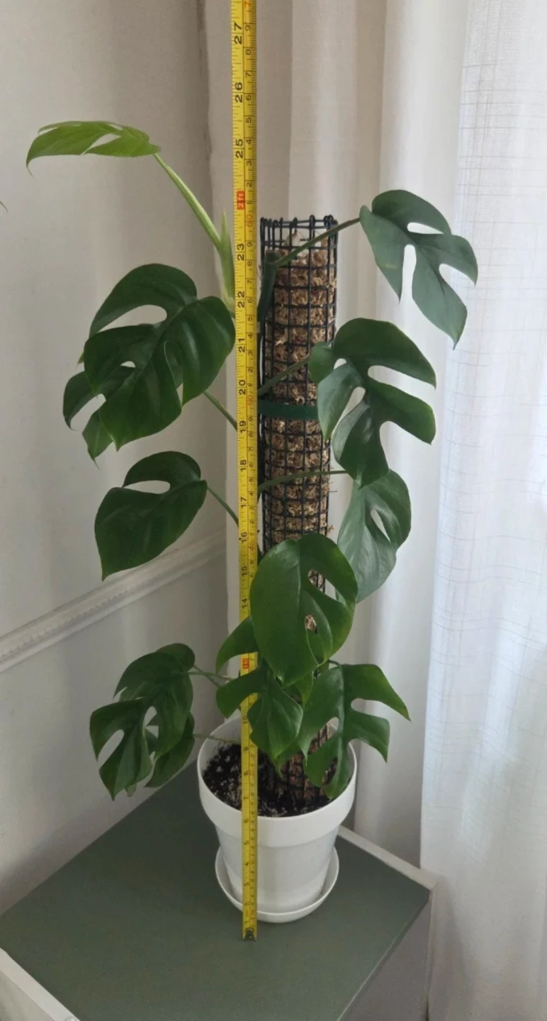 Monstera Adansonii on Moss Pole 🌱 - photo 2