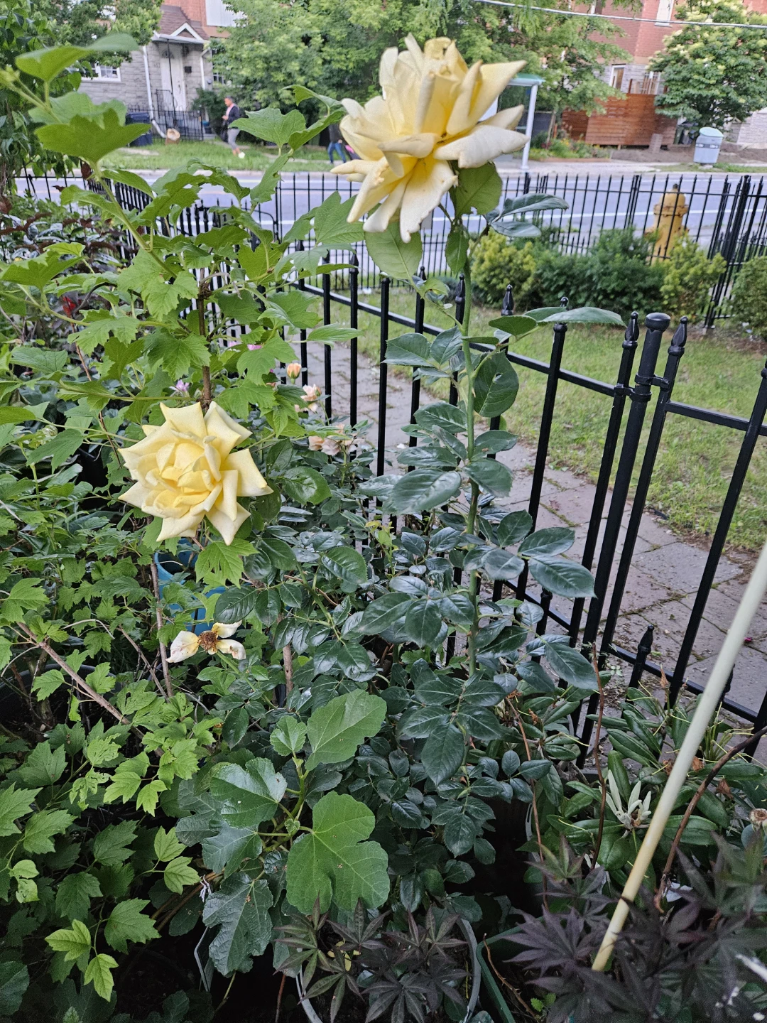 Yellow Rose Bush⚽️