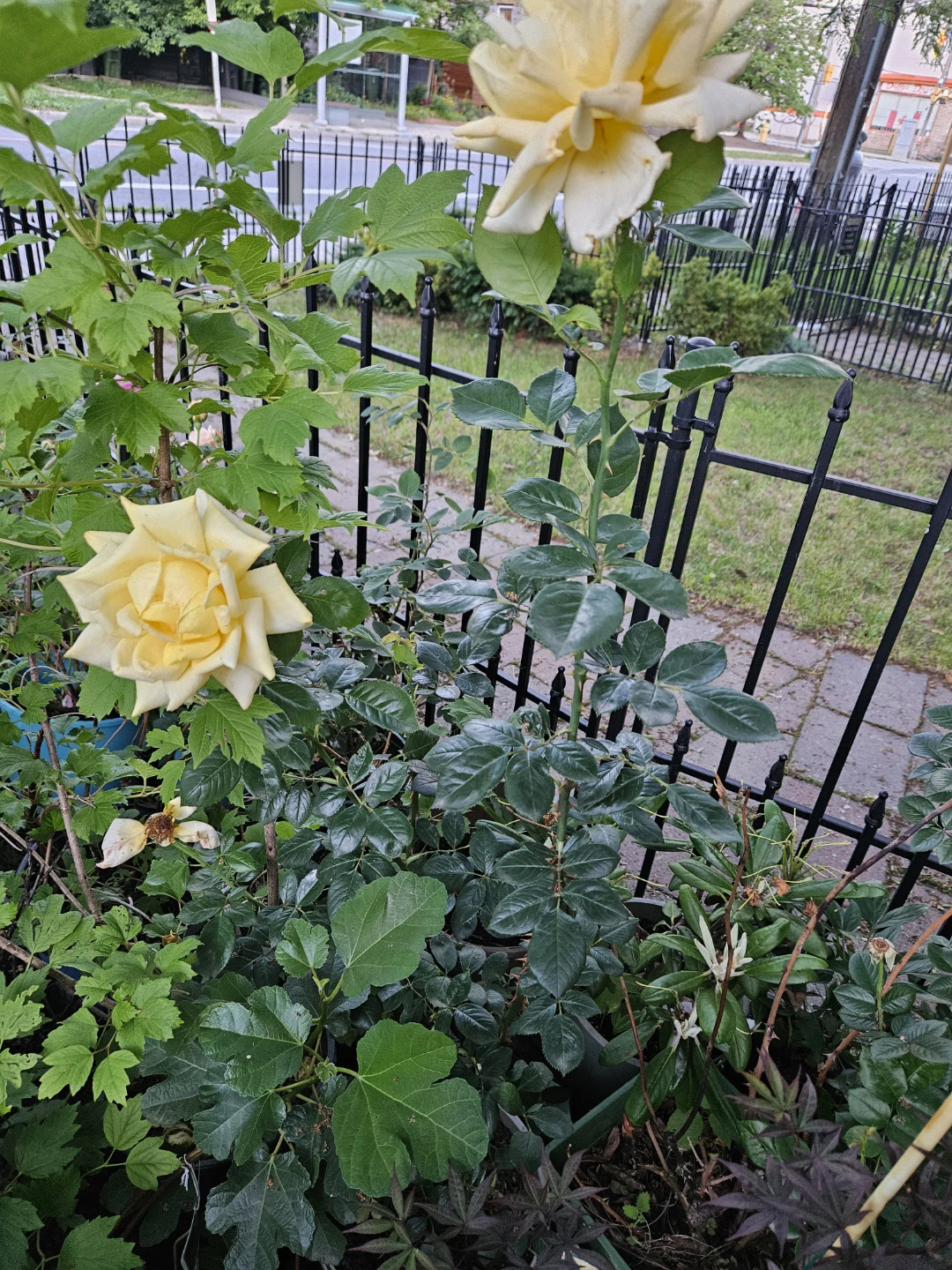 Yellow Rose Bush⚽️ - photo 2