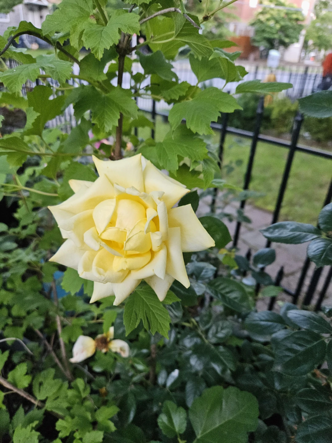 Yellow Rose Bush⚽️ - photo 3