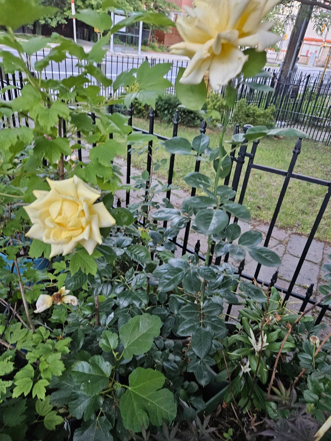 Yellow Rose Bush⚽️ - photo 4