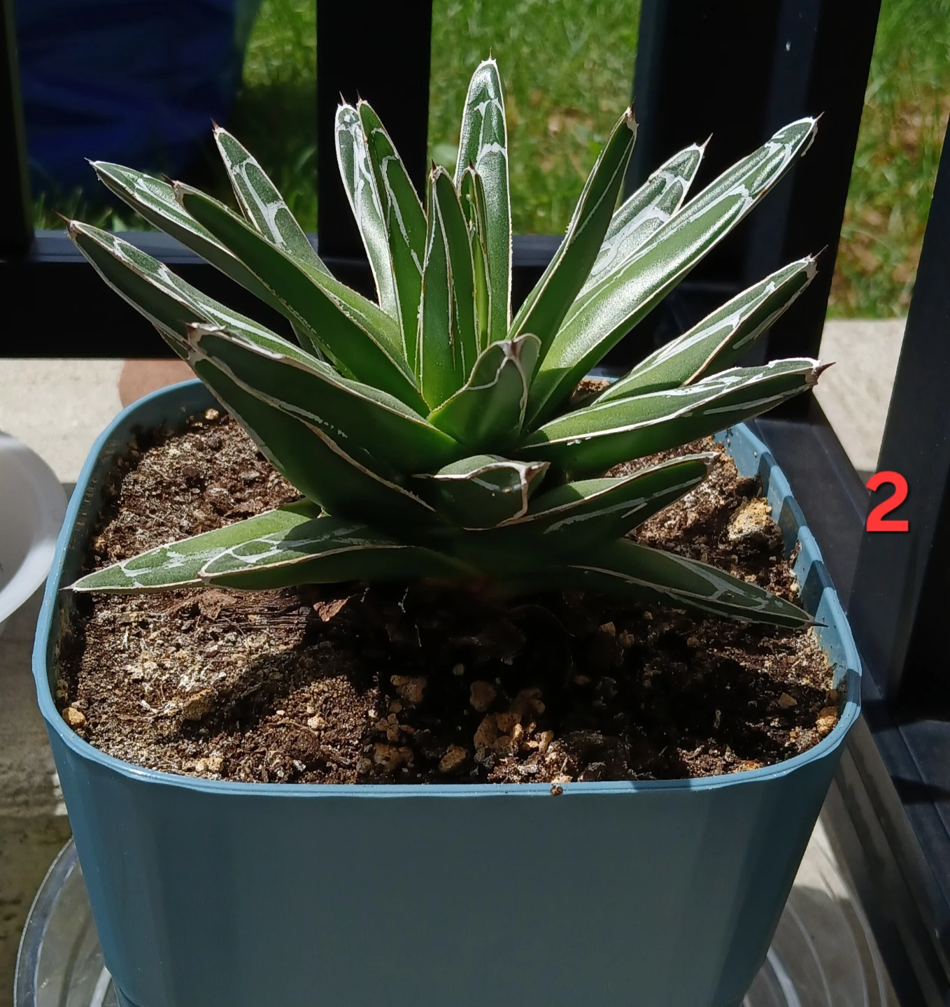 Beautiful Agave Victoriae-Reginae Plant - photo 2