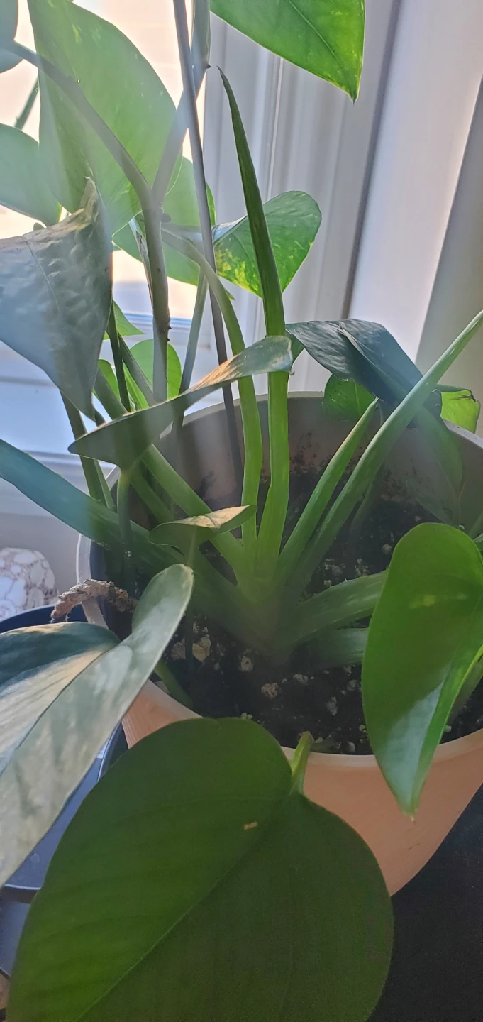 Pothos and Aloe Vera Plant in Pot