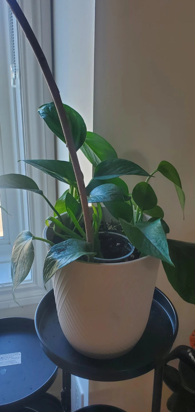 Pothos and Aloe Vera Plant in Pot - photo 2