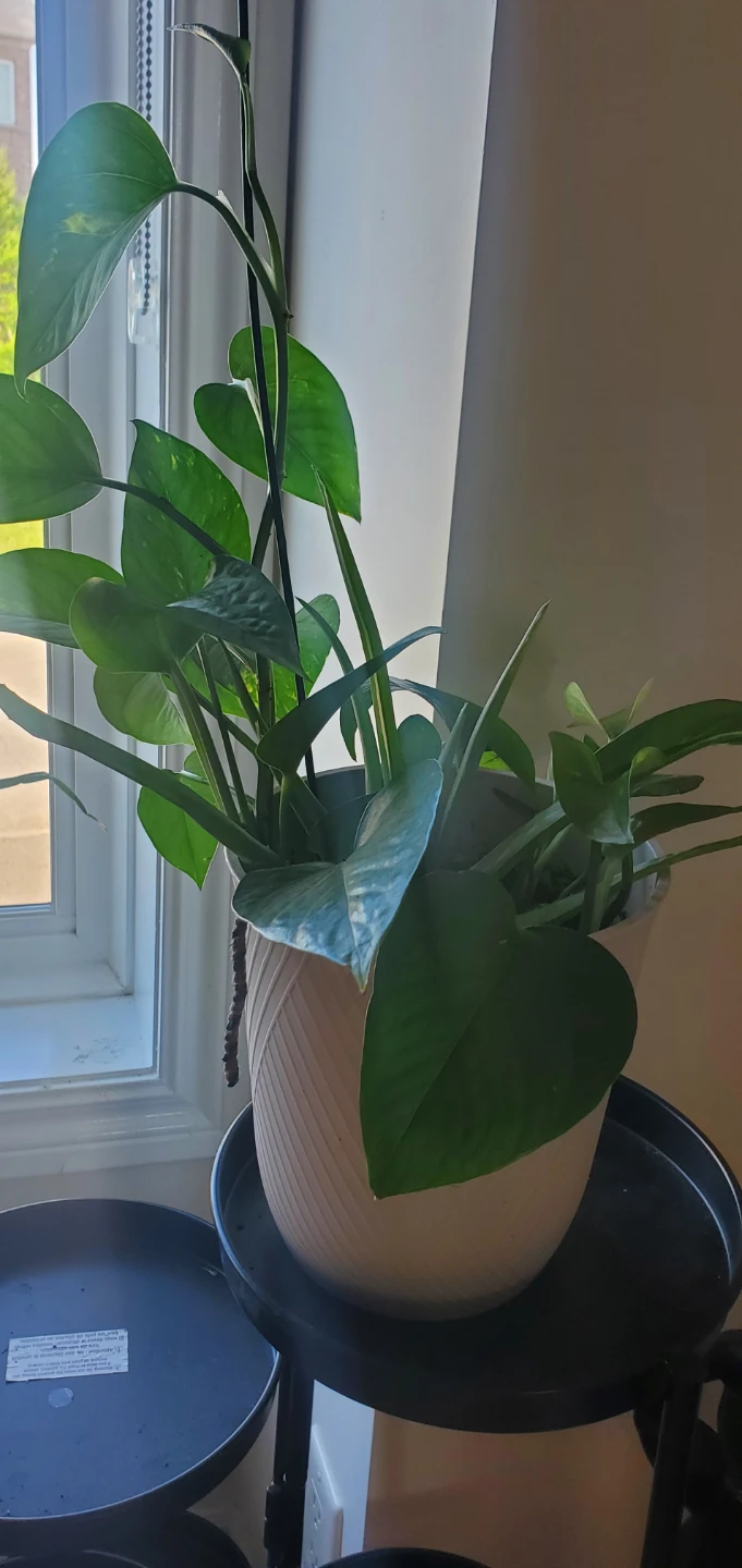 Pothos and Aloe Vera Plant in Pot - photo 3