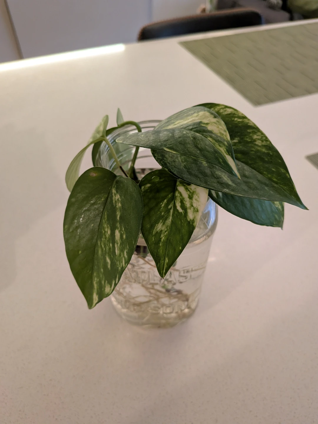 Pothos Cuttings with Roots