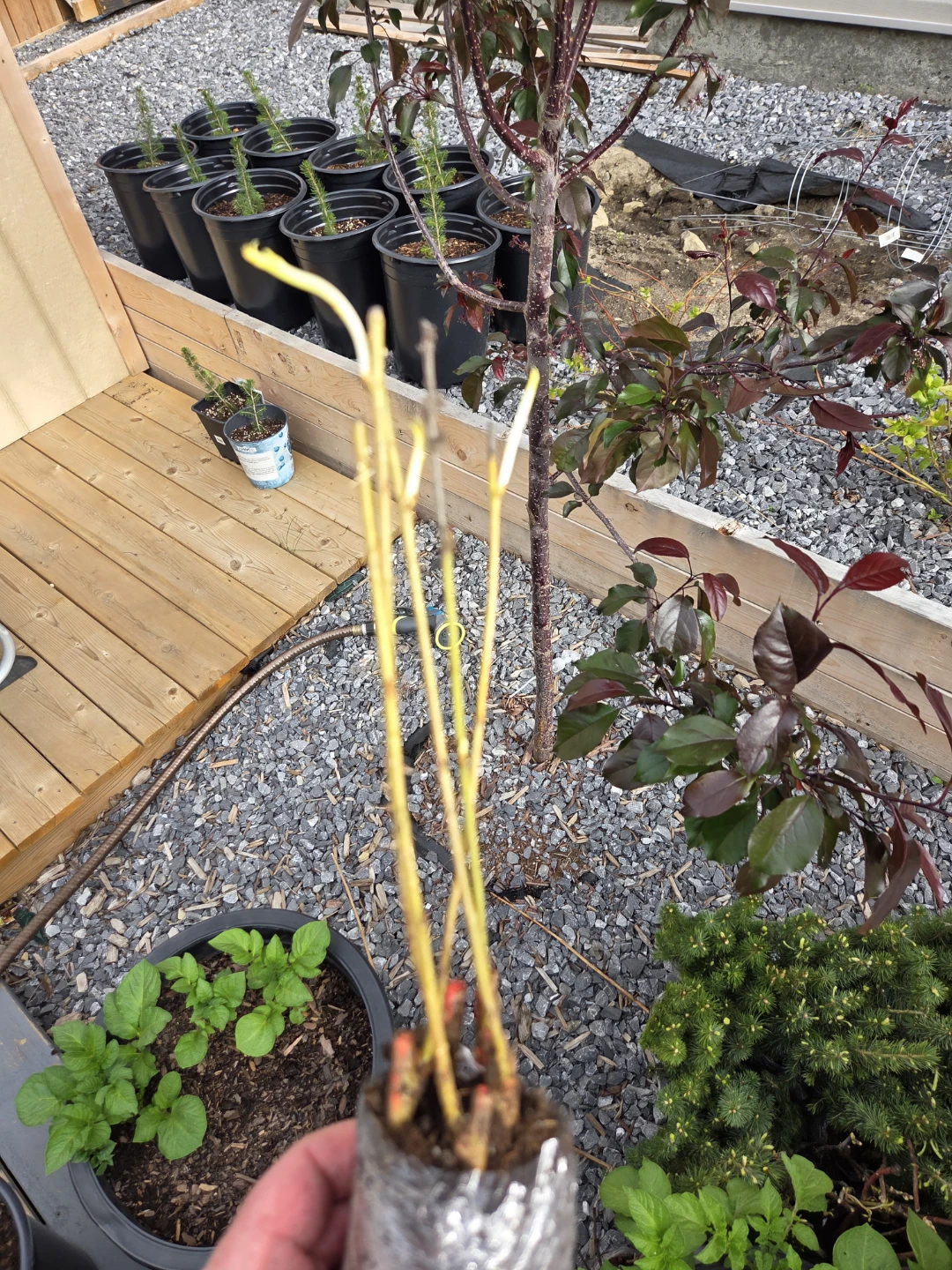 Young trees Plants in Pots - photo 4