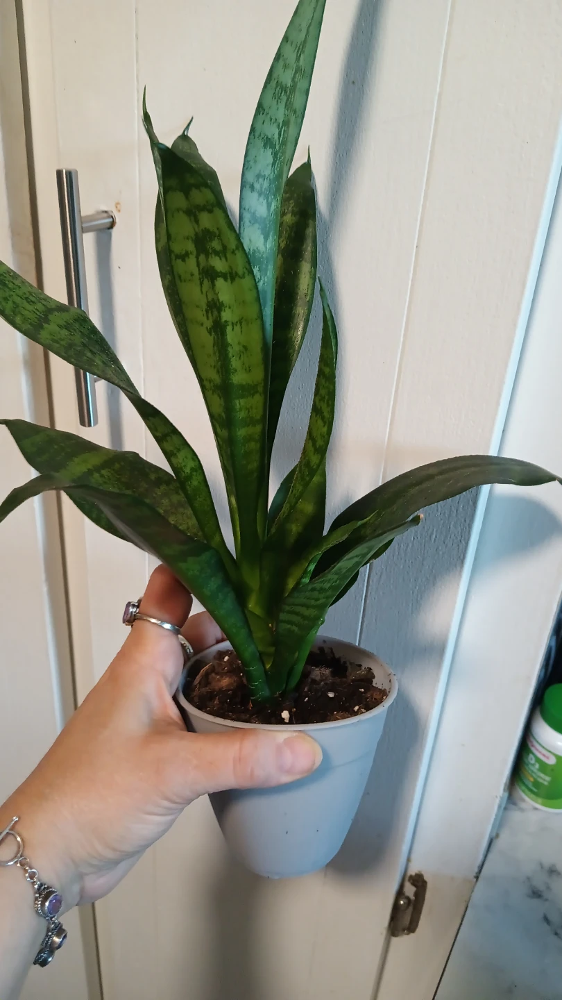 Snake Plant in Pot - photo 2