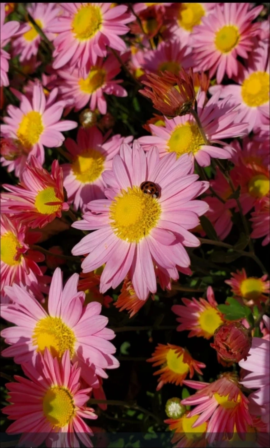 Chrysanthemum