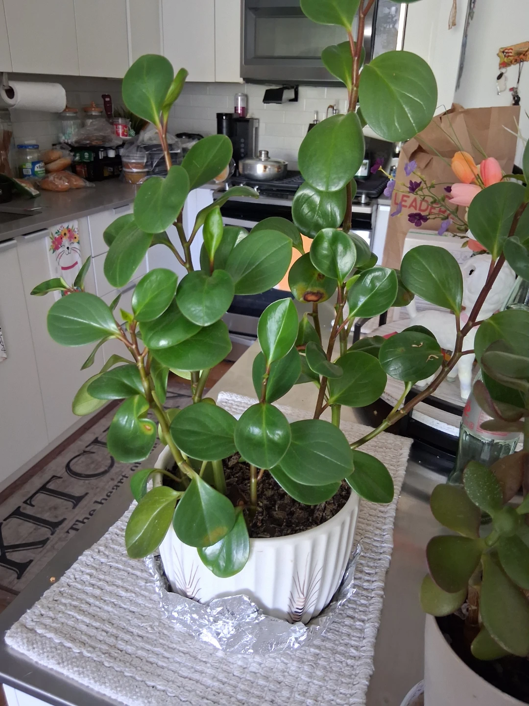 Two Potted Houseplants
