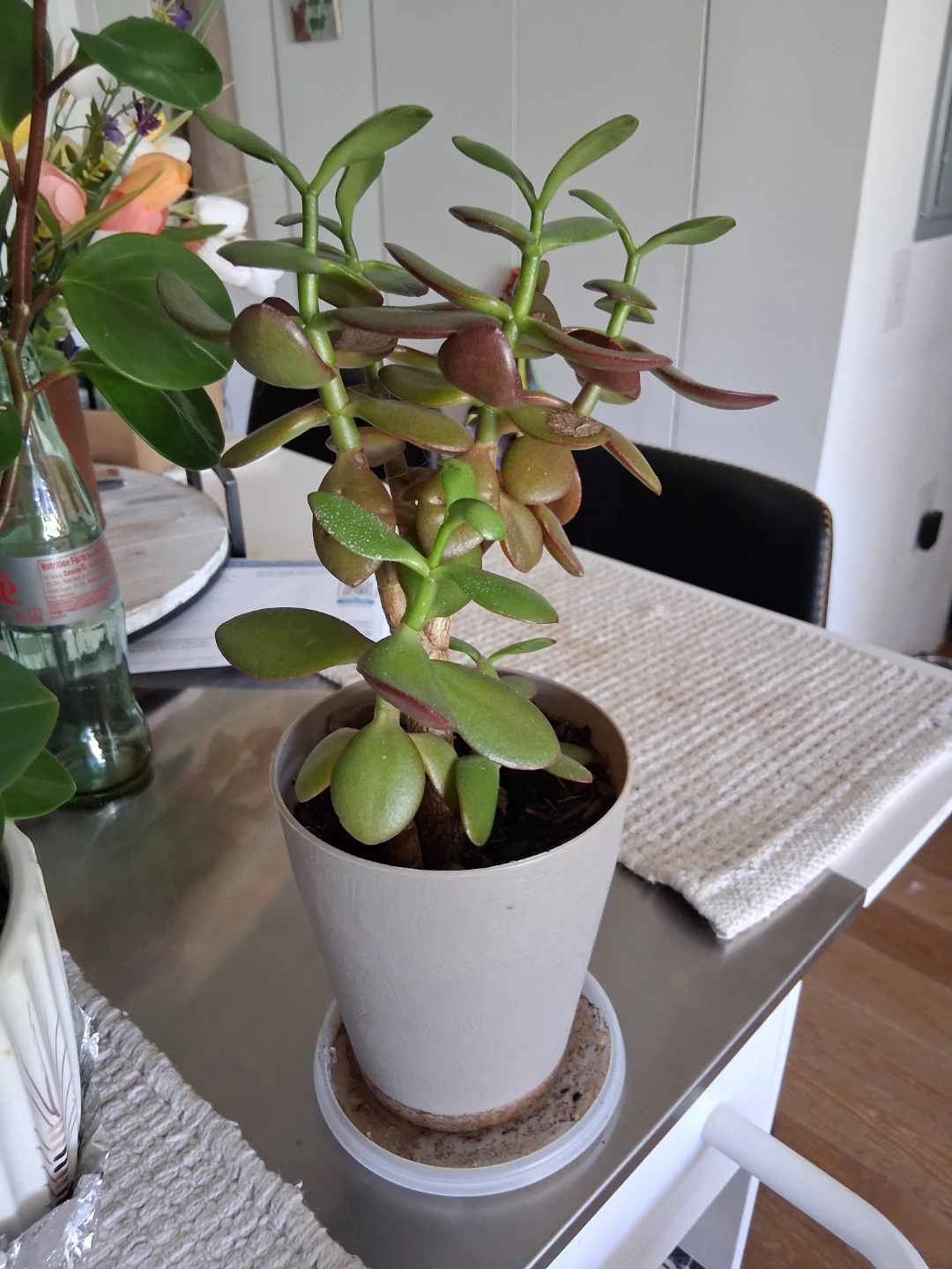Two Potted Houseplants - photo 2