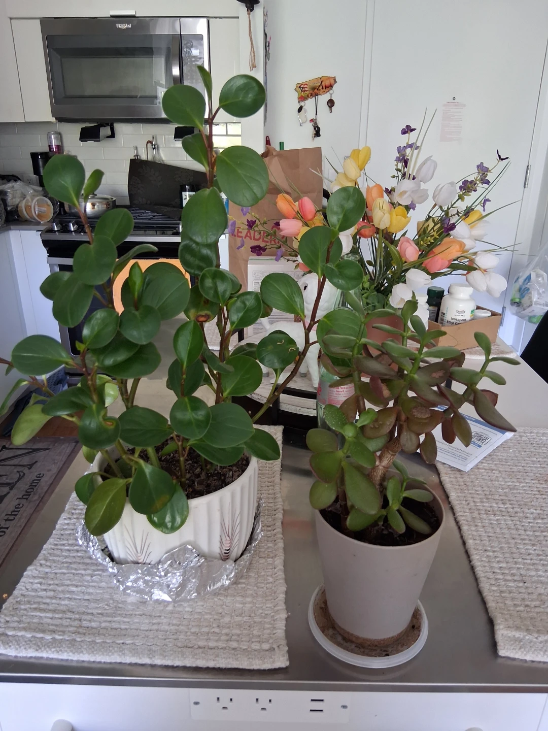 Two Potted Houseplants - photo 3