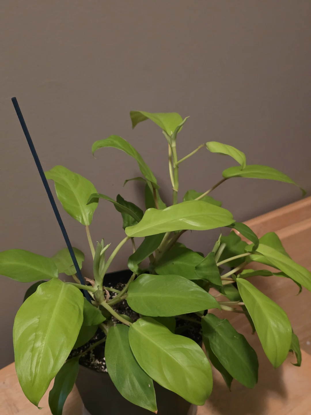 Philodendron Golden Goddess Live Plant - photo 2