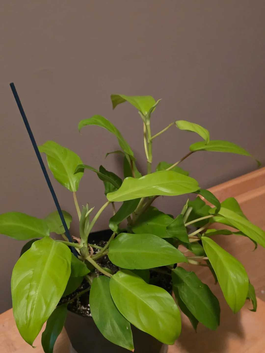 Philodendron Golden Goddess Live Plant - photo 2