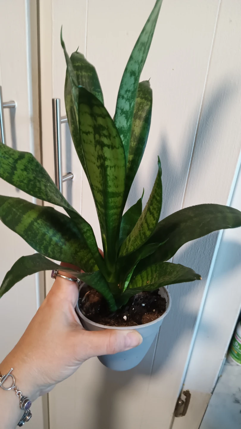Snake Plant in Pot