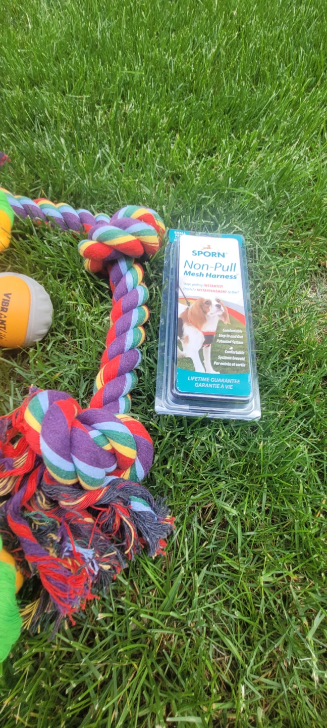Dog Bowls and Toys Bundle