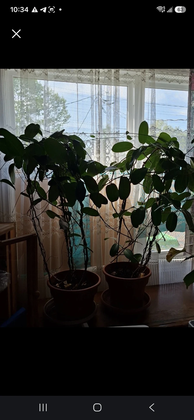 JASMINE FLOWER PLANTS with Trailing Vines - photo 3