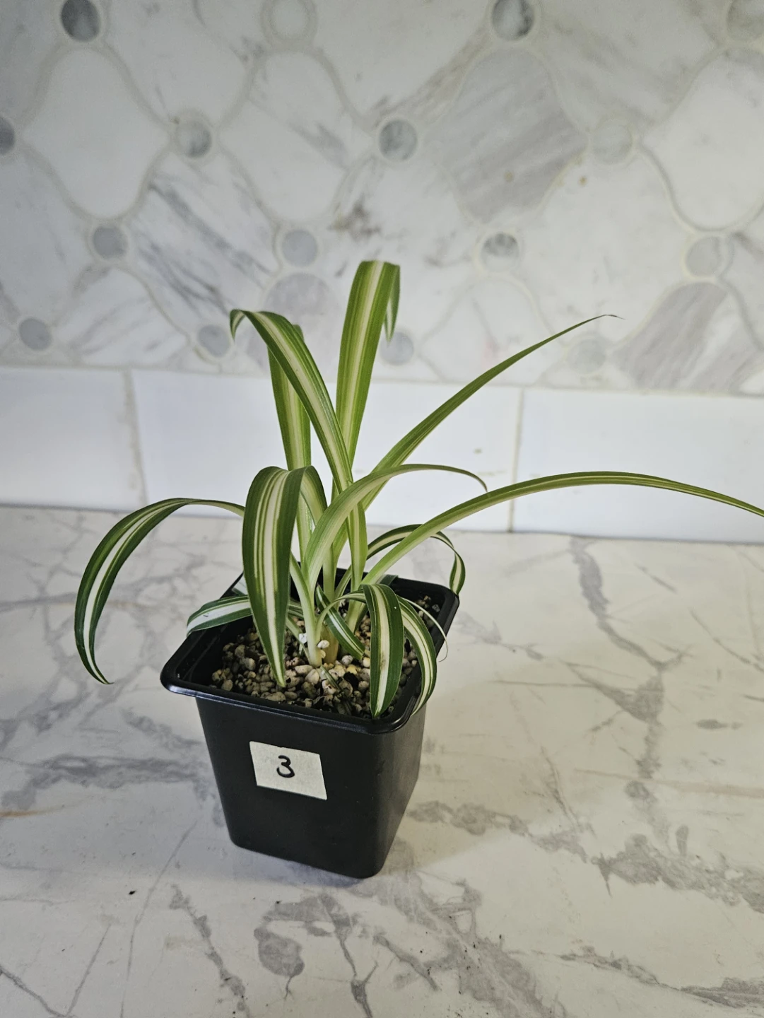 Spider plant babies ($1 each) - photo 4
