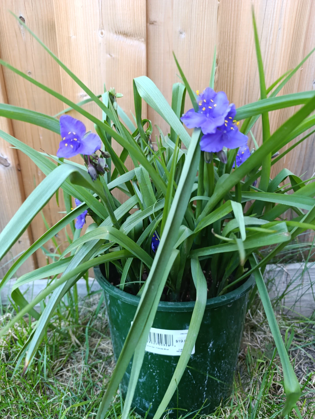 Spiderwort Plant in 2 GL Pot
