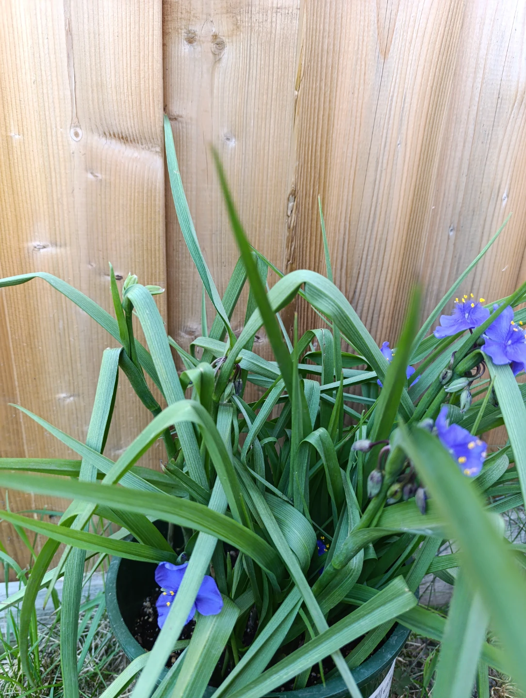 Spiderwort Plant in 2 GL Pot - photo 3